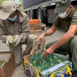 Interpol captura a 233 personas en una operación contra la minería ilegal y el tráfico de fauna en América Latina