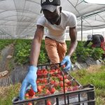 Italia amplía la contratación de trabajadores latinoamericanos ante la escasez de mano de obra