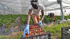 Italia amplía la contratación de trabajadores latinoamericanos ante&hellip;