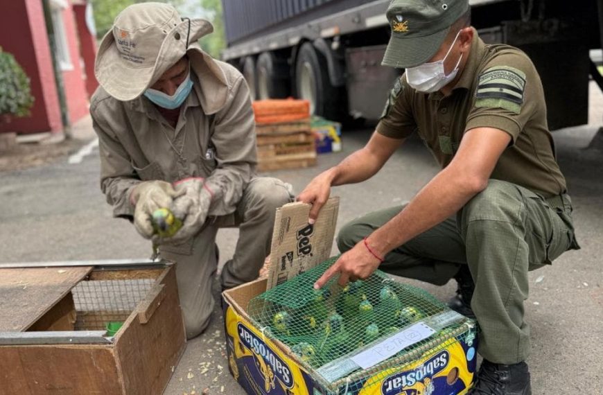 Interpol captura a 233 personas en una operación contra la minería ilegal y el tráfico de fauna en América Latina